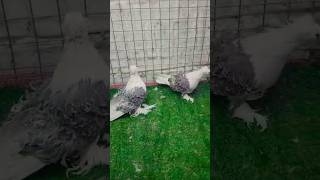 Opal whitebar frillback pigeons viralvideos shortvideos ytshorts [upl. by Nilo]