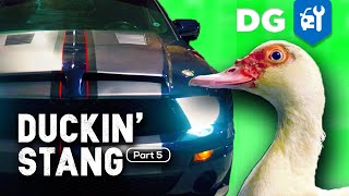 Add DIY Vinyl Racing Stripes to Your Car Like A PRO BuckinStang EP5 [upl. by Eillat847]