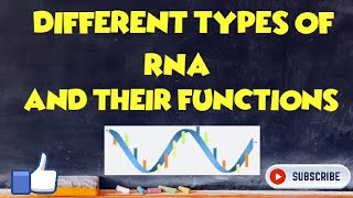 Different types of RNA and their Function [upl. by Ellered]