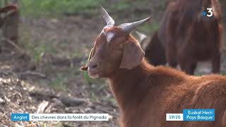 À Anglet après lincendie des chèvres pour entretenir la forêt du Pignada [upl. by Catherin]