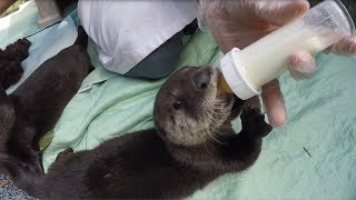 BC SPCA Wild Animal Rehabilitation Centre Wild ARC  Orphaned Otter Trio Release [upl. by Lucania]