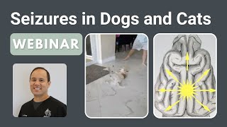 Seizures in Dogs and Cats  SEVN Webinar Series [upl. by Halima]