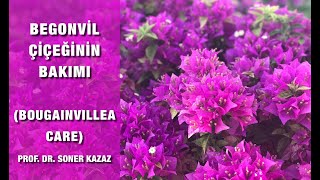 Begonvil Bakımı Bougainvillea Care Neden Çiçek Açmaz Nasıl Çoğaltılır [upl. by Davilman306]