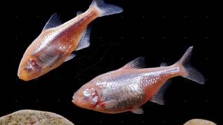 Blind Fish  Mexican Tetra  Astyanax Mexicans  Blind Cavefish [upl. by Aneehc]