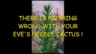 Nothing Wrong with your Eves Needle Cactus 🌵🌵🌵 [upl. by Prince252]