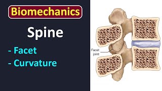 LEC 1 Introduction to axial skeleton biomechanics [upl. by Fortuna]