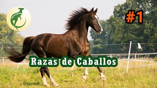 RAZAS DE CABALLOS Primera parte Con Fiona Nico y Teodoro zootecnia razasdecaballos [upl. by Iztim877]