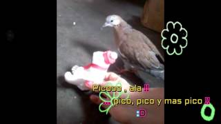 🐻 OSIN VS CUCULI ｡◕‿◕｡ ❤  Bird vs Beer [upl. by Kcirdet953]