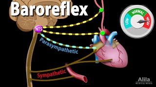 Baroreflex Regulation of Blood Pressure Animation [upl. by Starkey]