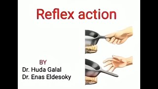 CNS PHYSIOLOGY Reflex action propertiesDr Huda Galal [upl. by Lazaruk373]