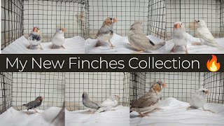 My New Finches CollectionDifferent varietyin tamilsjbirdsworld9553 finches pets sales [upl. by Stricklan]