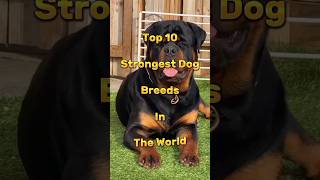 Top 10 strongest Dog Breeds in The World top10 dog dogshorts [upl. by Yecnay]