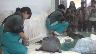 feeding time for ringed seals in Osaka Aquarium Kaiyukan May 2013 1935 [upl. by Ilatfen]