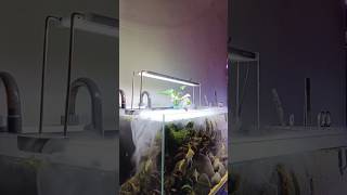 Mist Maker 😍 aquarium fishaquarium fish mistmaker amudhaquascapes fishtank aquascaping [upl. by Short]