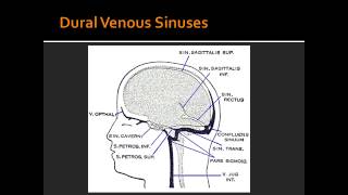 Dural Venous Sinuses  Anatomy [upl. by Elamrej]