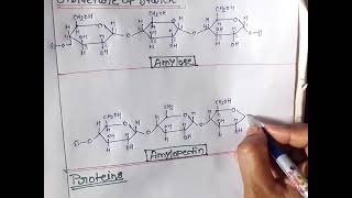 polysaccharidesStarch amylose amylopectin glycogen cellulose [upl. by Rednav931]