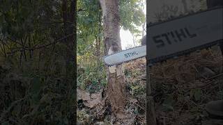 Stihl chainsaw woodcutter ms382 sthilms382 chainsaw wood powertool tree treecutting [upl. by Nyleahs]