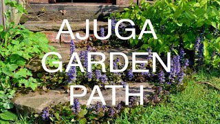 Ajuga  Bugleweed Garden Path [upl. by Atterbury]