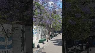 Jacarandas Parque Rivadavia caballito parquerivadavia jacaranda [upl. by Atirb889]