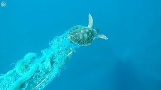 Struggling Sea Turtle Saved From Fish Netting In The Maldives [upl. by Yelsew]