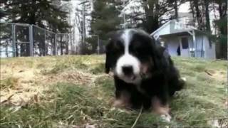 Dogs 101  Bernese Mountain Dog [upl. by Moffit]