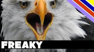 Bald Eagles steal fish out of the back of a pickup truck [upl. by Alehc]