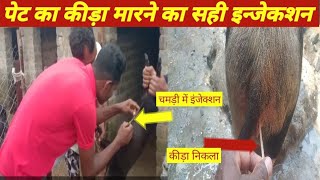 बगीचा मरोल जशपुर जिला छत्तीसगढ़ में अब TND नस्ल फार्म स्टार्ट।pig farming pig farm Sanjaypigfarm [upl. by Annayad188]