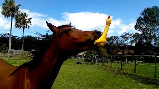 Funniest Horses 🤣  BEST Compilation of 2023 [upl. by Ire]