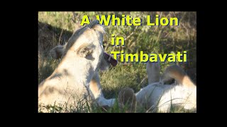 White Lions of Timbavati  Orpen Maroela Kruger Camping [upl. by Knuth557]