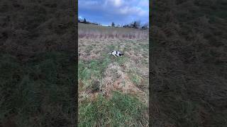 Springer Spaniel puppy hunting 🤙🏻 Gundog Training dogtraining hunting [upl. by Didi]