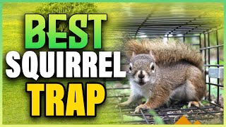 5 Best Squirrel Traps 2024 Heavy Duty Squirrel Traps That Work [upl. by Llenahc623]