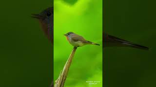 REDBREASTED FLYCATCHER । Rainbow Aviary । shorts trending viralvideo birds wildlife nature [upl. by Jena379]