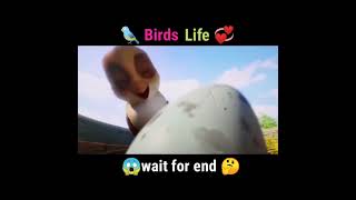 Birds life animated movie explained in hindi shorts explained720P HD viralvideo cartoon [upl. by Eniledam652]