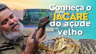 CONHEÇA O JACARÉ DO AÇUDE VELHO  RELATÓRIO DE RÉPTEIS [upl. by Anairda]