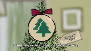 Conafor Semarnat Con Aroma A México Árbol De Navidad 2024 [upl. by Maer499]