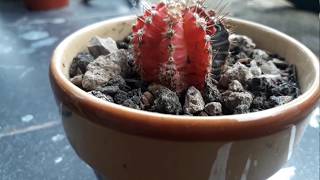 cactus plants id gymnocalycium mihanovichii [upl. by Grizelda]