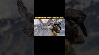 peregrine falcon Vs eagle peregrinefalcon trending falcon eagle osprey animals birds shorts [upl. by Matilda224]