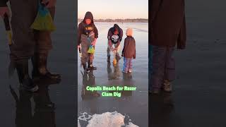 pnw foraging explore clamdigging clams razorclams beach pnwlife outdooradventure [upl. by Mahsih]