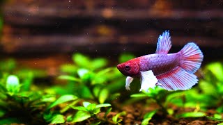 Small Planted Tank  Dumbo Betta Fish [upl. by Wyne]