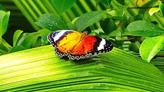 Melbourne Zoos Butterfly House 2024 [upl. by Langbehn291]