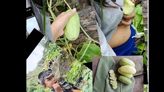 village life  Enjoy beautiful nature  placking fresh fresh cucumber 🥒 tasty 🤤🤤🤤🤤 AP [upl. by Hartzel]