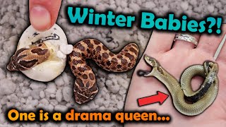 Hognose Snake Babies Hatching in Winter [upl. by Camel]