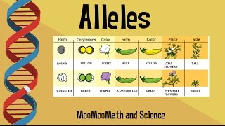 Alleles vs Gene [upl. by Betthezel]