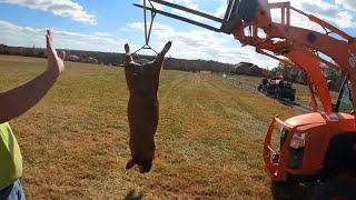 Learn Appalachian Hog Butchering How to scald the hog and remove the hair [upl. by Tanah]