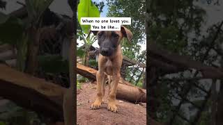 Be kind and donate for them to get food😥 🙏🙏puppy cuteexprore petdog love funny [upl. by Gerta197]