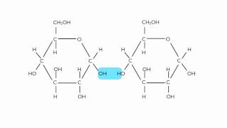 Hydrolysis of Maltose [upl. by Esylla]