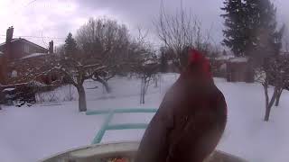 Male Northern Cardinal Delights at Netvue Birdfy Smart Bird Feeder [upl. by Iclek307]