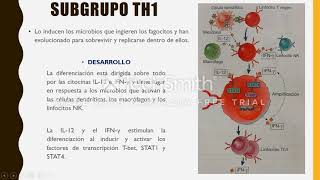 DIFERENCIACIÓN Y FUNCIONES DE LOS LINFOCITOS T EFECTORES CD4 [upl. by Giltzow]