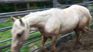 Sold 83x 10 month old palomino QH stud colt 875 [upl. by Cirilo]