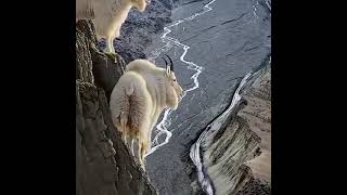 Markhor markhor hunting in Pakistan  markhor janwar  markhor snake eating video  markhor jumping [upl. by Eeldivad]